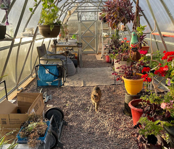 My Zen Bubble for Seedlings, Houseplants, and Year-Round Gardening
