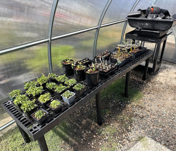 Growing Native Plants Faster with the Sungrow Urban Greenhouse