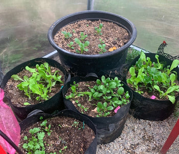 Growing Abundant Harvests in the Pacific Northwest with the Sungrow Urban
