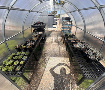 Growing Native Plants Faster with the Sungrow Urban Greenhouse
