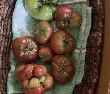Growing at 8,800 Feet with the Sungrow Urban Greenhouse