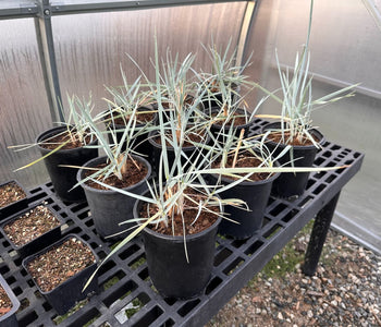 Growing Native Plants Faster with the Sungrow Urban Greenhouse