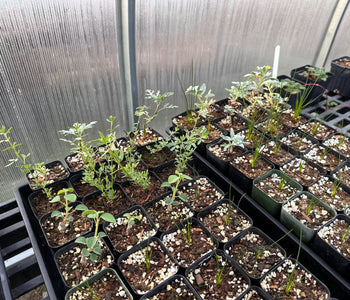 Growing Native Plants Faster with the Sungrow Urban Greenhouse