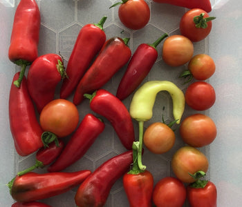 A School Year in the Greenhouse
