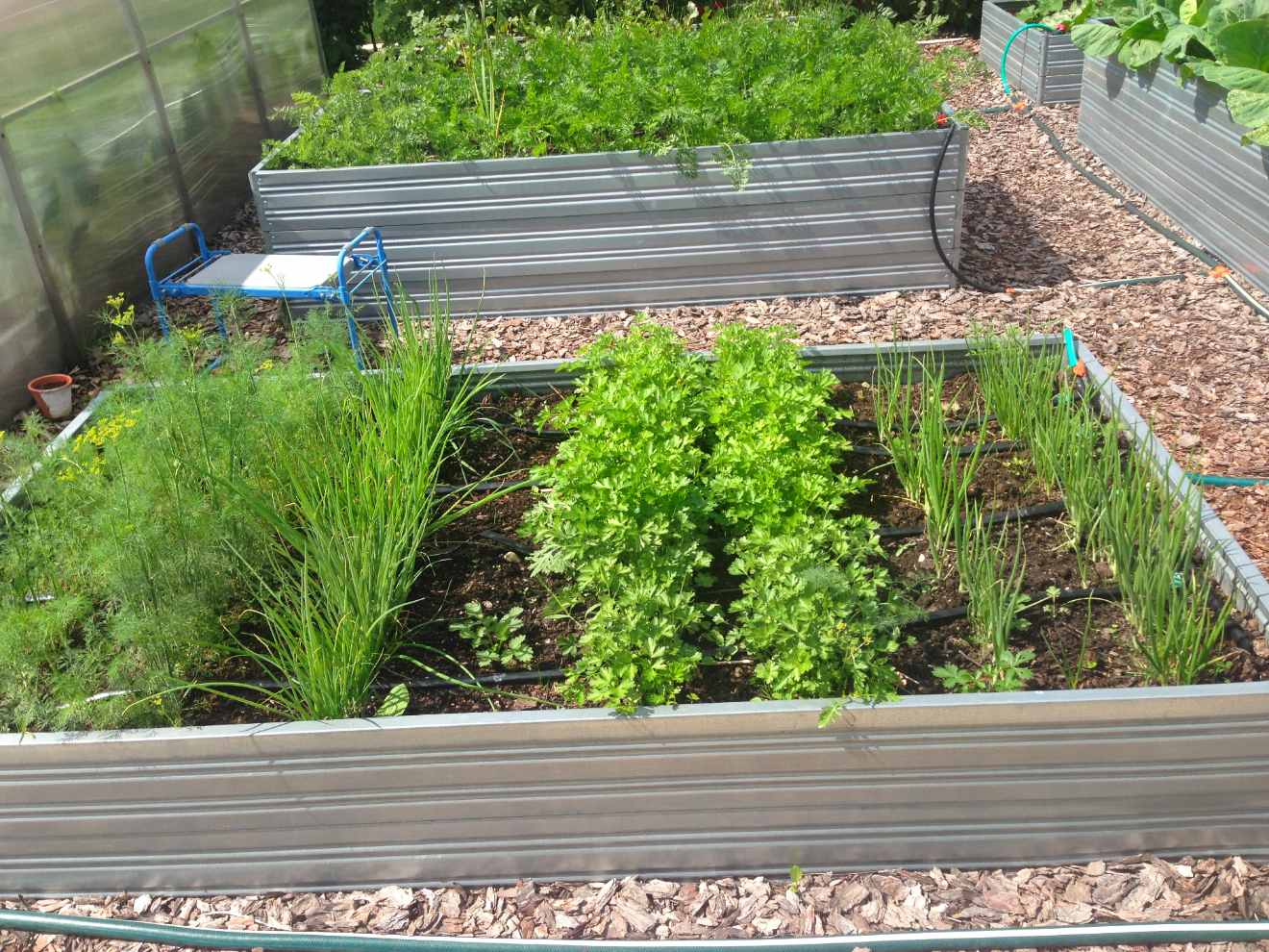 Plants and herbs growing in a Planta Garden Bed - 2 Tiers - Planta Greenhouses