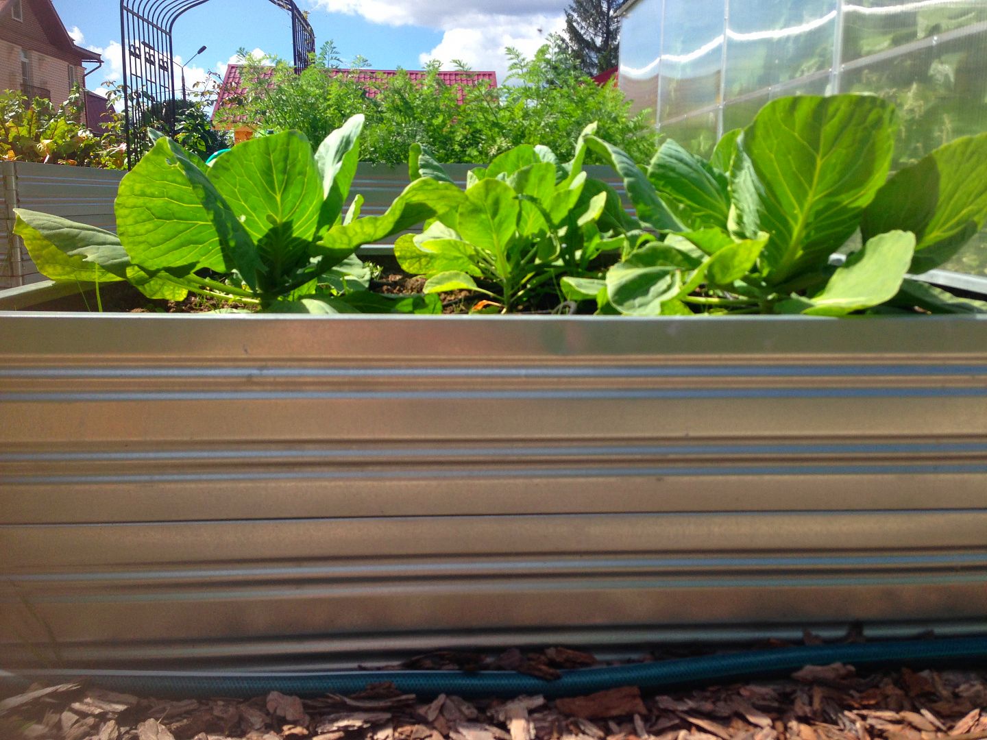 Plants grown in a Planta Garden Bed - 2 Tiers - Planta Greenhouses